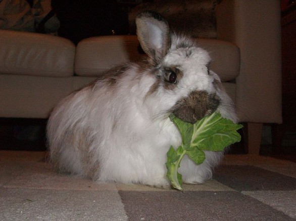 Coniglio mangia insalata