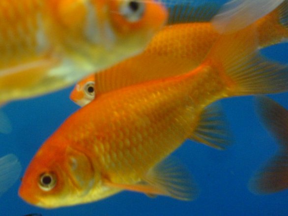 I pesci rossi e l 39 alimentazione for Razze di pesci rossi
