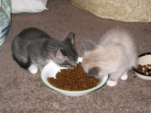 Kitten eating