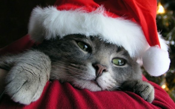 Gatti Di Natale Foto.Abbigliamento Per Gatti Di Natale