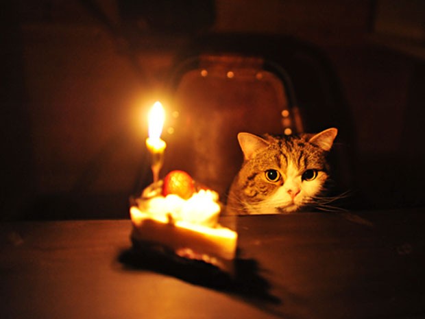 gatto_maru_compleanno