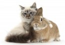 Foto cuccioli cane gatto coniglio e porcellino d\'India