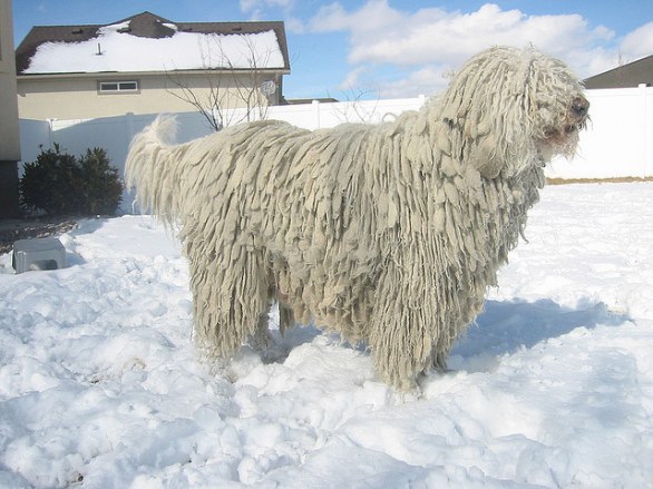 http://media.petsblog.it/p/pas/pastore-bergamasco/d.jpg