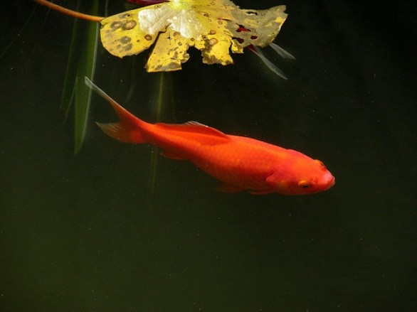 I pesci rossi animali sottovalutati for Razze di pesci rossi