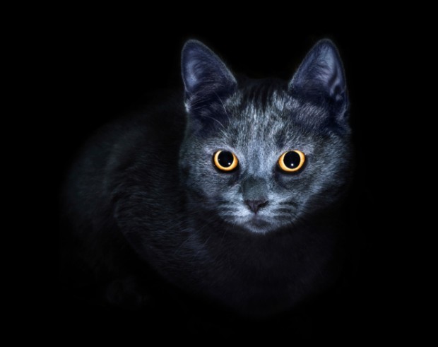 Un gatto nero