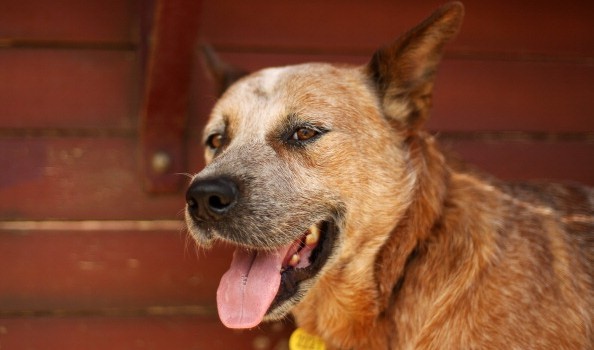 Maltrattamento animali: mai più cani in catena in Emilia Romagna