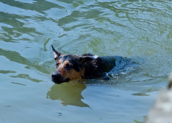 Cane nel lago