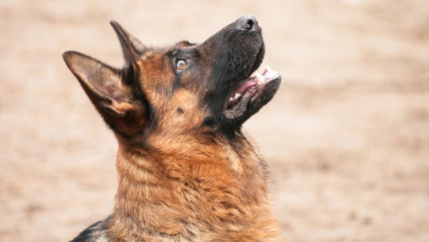 Un cane pastore tedesco attento agli ordini