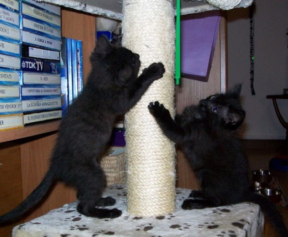 Due gattini neri da adottare