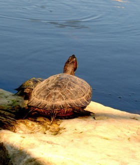 Tartaruga acquatica