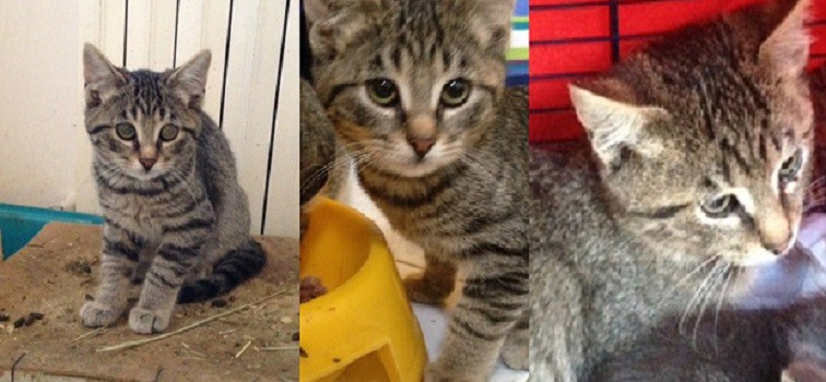 Tre gattini in adozione a Como