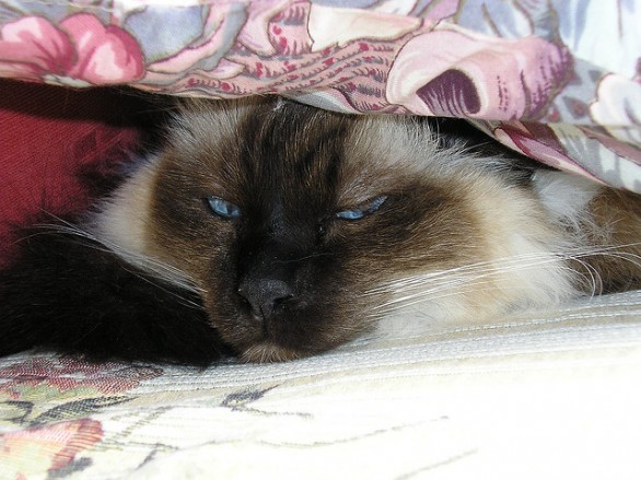 Gatto sotto coperta