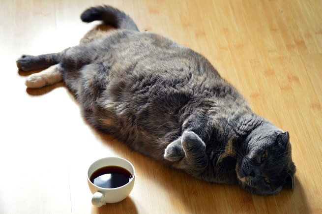 Obesità gatto