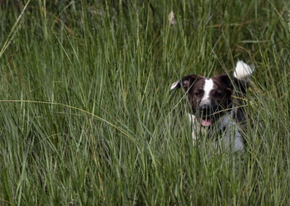 Nome per cane: quale scegliere?