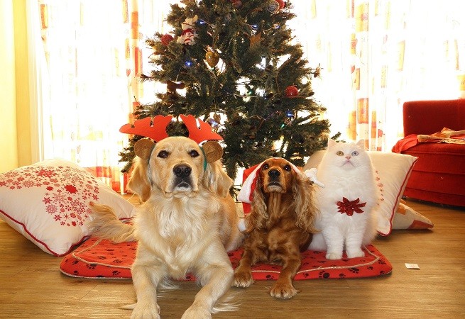 Cibi Natale.Cibi Natale Che Cani E Gatti Non Devono Mangiare Petsblog