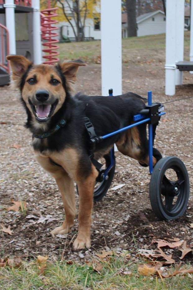 La modella che mette in salvo un cane paraplegico
