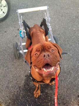 Hope, Dogue de Bordeaux in adozione