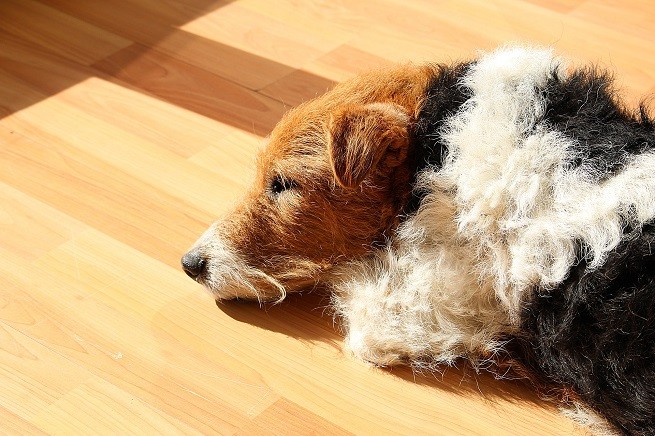 Blocco intestinale: Fox Terrier
