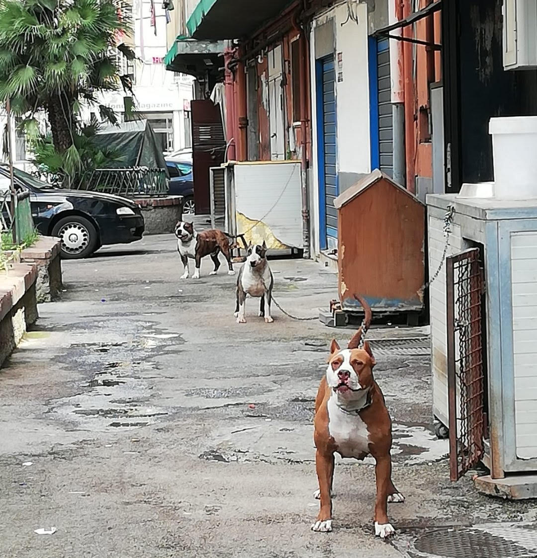 Cani maltrattati a Napoli