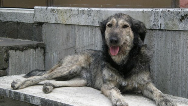 Adozioni animali su Petsblog: tre cani in arrivo dalla Spagna cercano casa