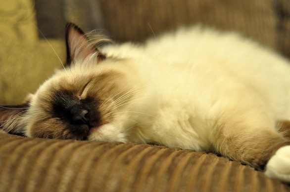 Un gattino che dorme sereno