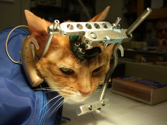 peta torture sperimentazioni gatti