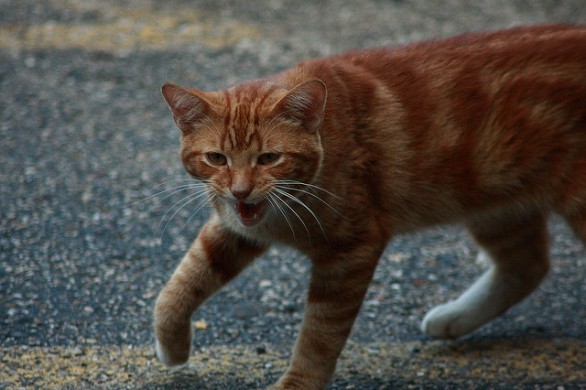 Gatto red tabby