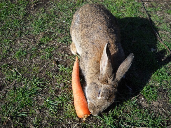 Coniglio mangia carota