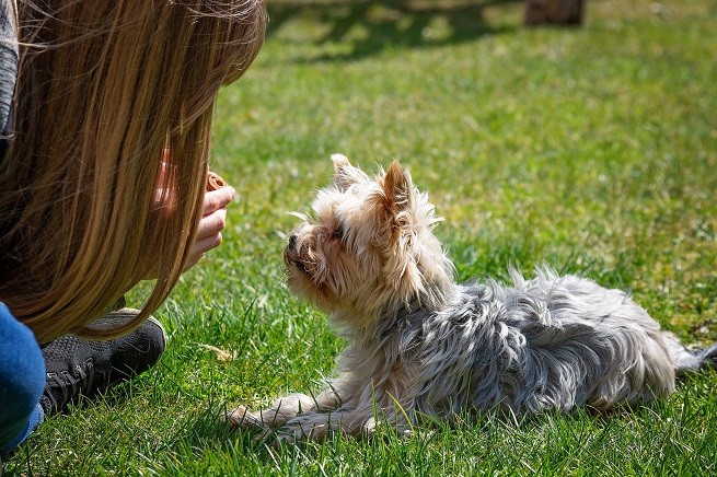 Yorkshire Terrier, addestramento cani