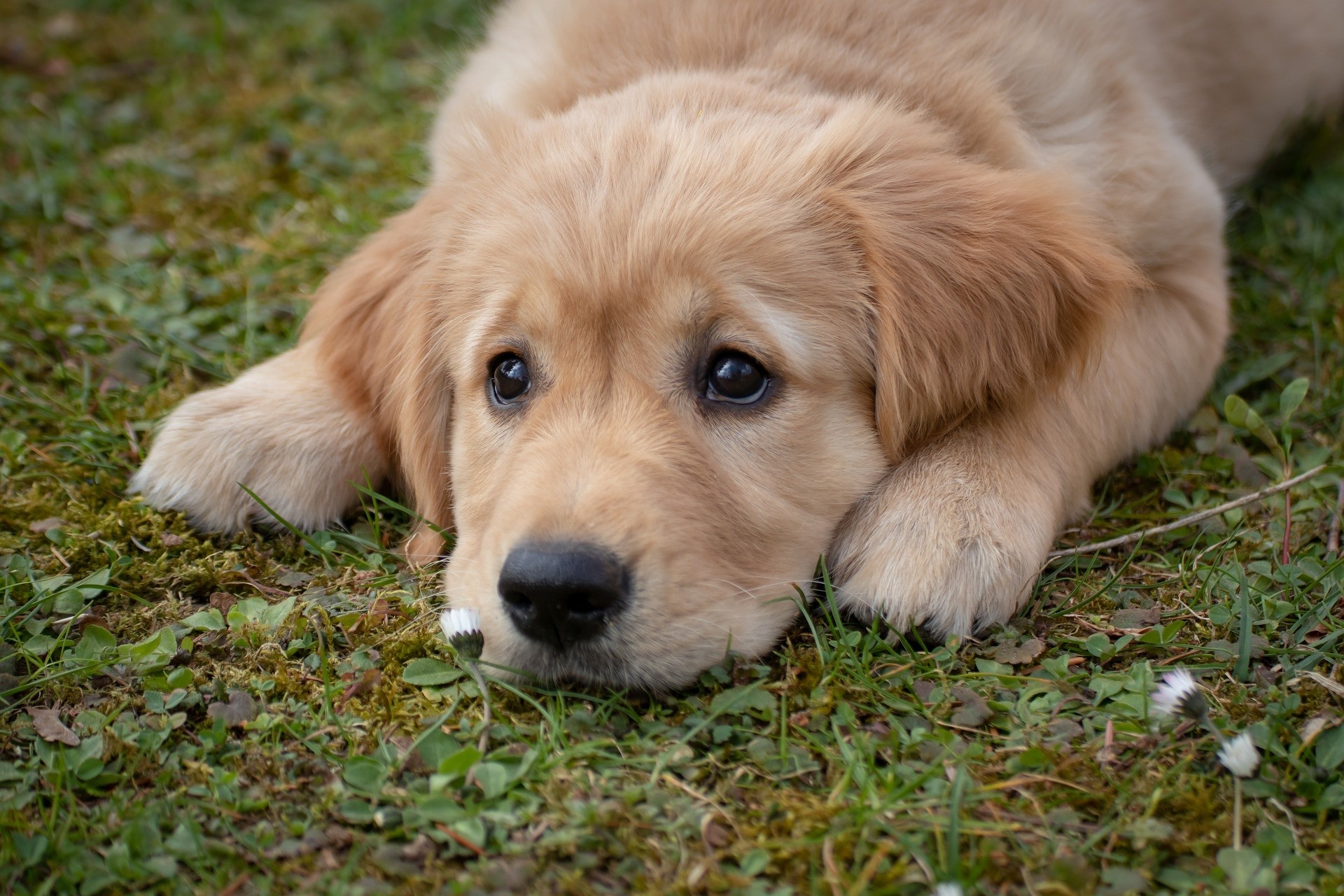 cane cuccioli