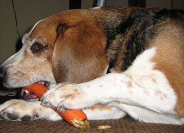 Beagle mangia una carota