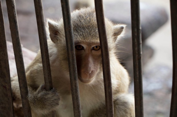 Una scimmia in gabbia