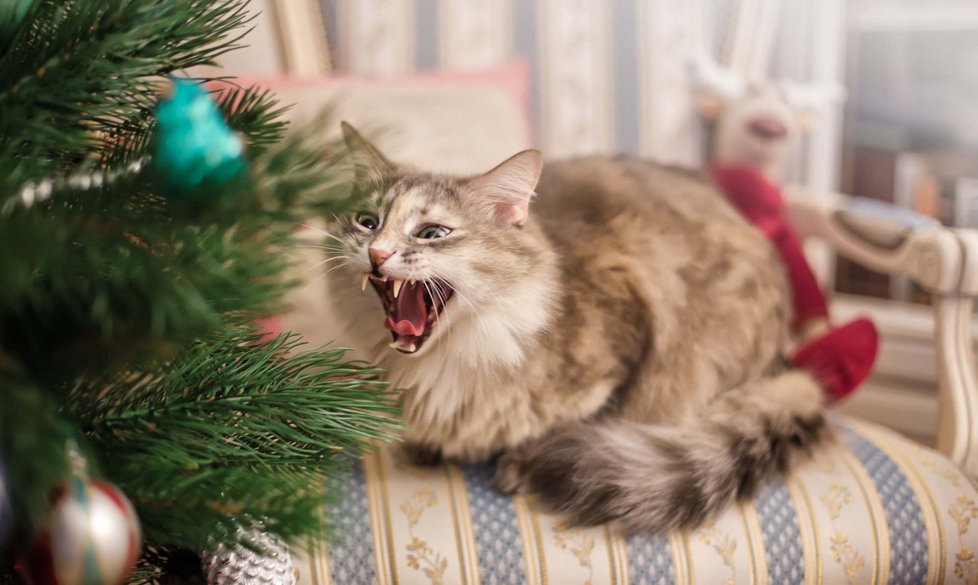 Immagini Natale Con Gatti.Gatti Alberi Di Natale Video