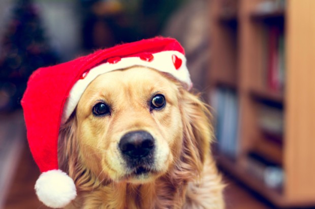 Botti di Capodanno: consigli per evitare lo stress ai nostri animali