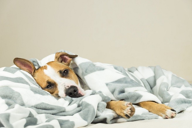 Dieta Cane Problemi Fegato Malattie Epatiche