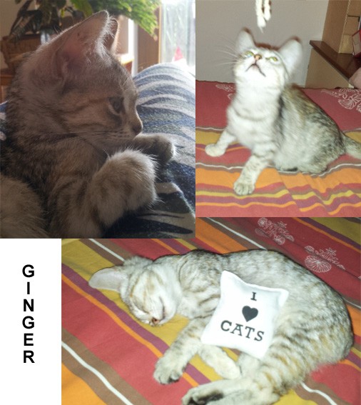 Ginger - femmina - 3 mesi e mezzo