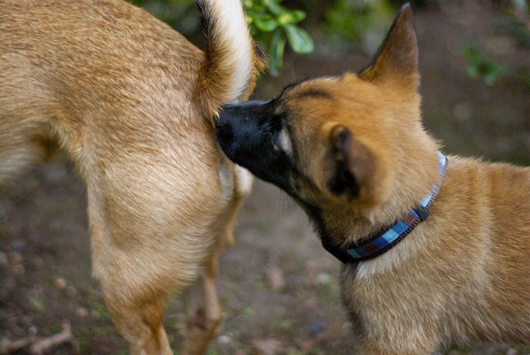 Почему собаки теплые. Собака нюхает. Собаки нюхают под хвостом. Собаки обнюхивают друг друга. Собаки нюхают друг друга.