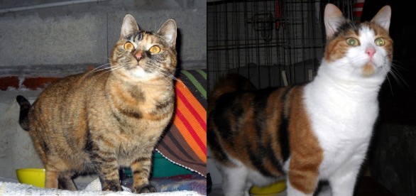Gilda e Camilla, gattine in cerca di adozione a Erba in provincia di Como