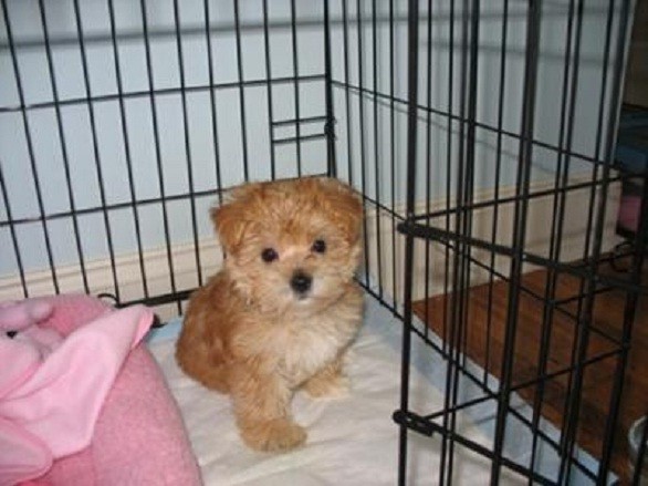 Cucciolo cane in gabbia