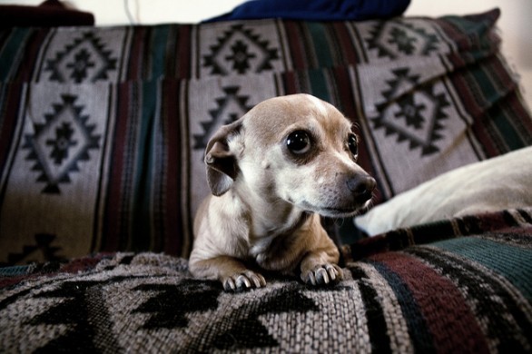 Chihuahua malato