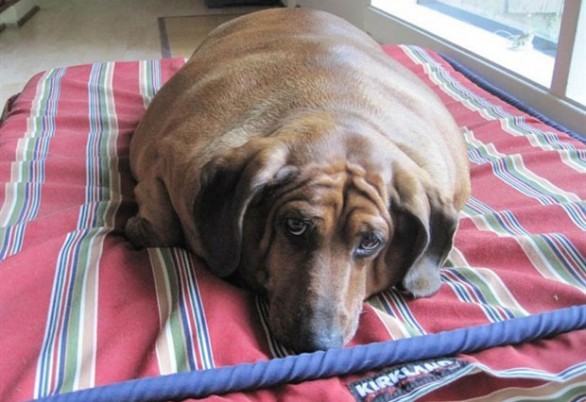 Obie, il bassotto più grasso del mondo, è dimagrito