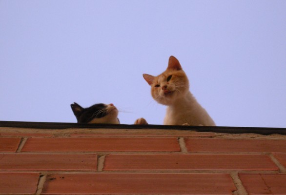 gatto sul tetto