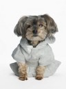 Abbigliamento per cani Ralph Lauren cappotto