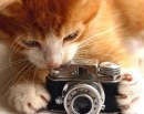 Un gatto incuriosito da una macchina fotografica