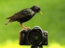 Un uccello che usa la macchina fotografica come trespolo