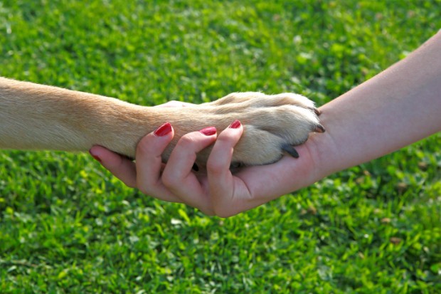 Zampa di cane e mano umana