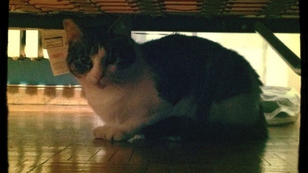 Adozioni animali su Petsblog: la gatta Sami