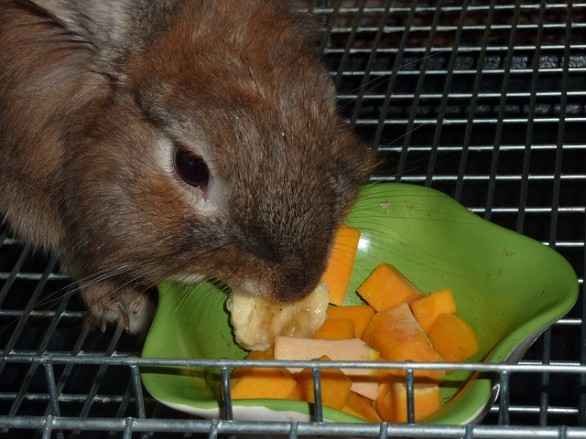 Coniglio che mangia carote