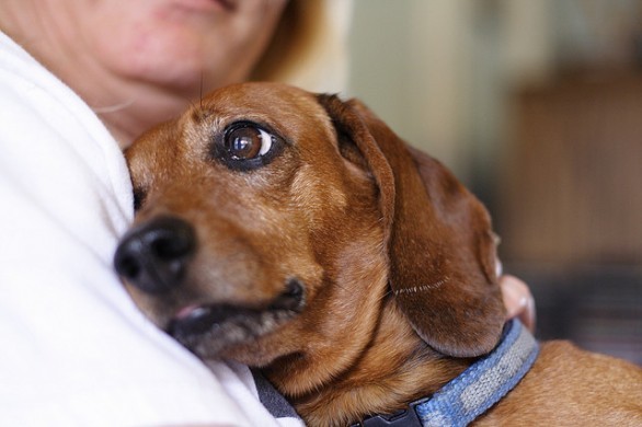 I cani ci vogliono bene per davvero?