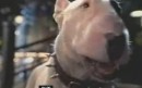 i film che hanno avuto come protagonisti i bull terrier